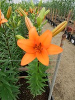 [5111 Caluroso DJ No01.JPG]